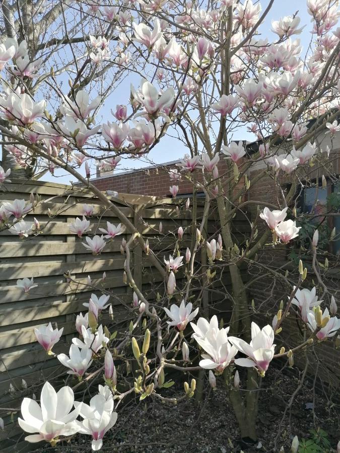 Logies Lily Lejlighed Oudenburg Eksteriør billede